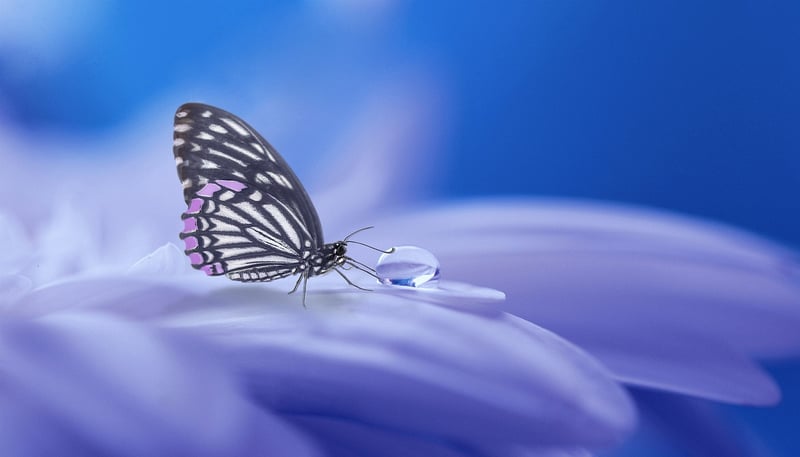 Veiled Truths Image